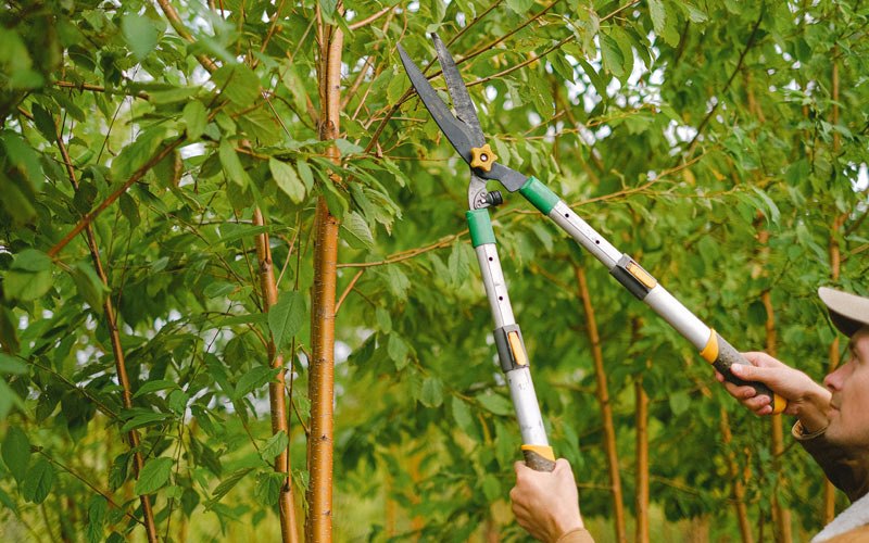 Tree trimming in Dairy, OR
